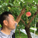 Japan Nagano Iwashita Peach (Case) (1box)