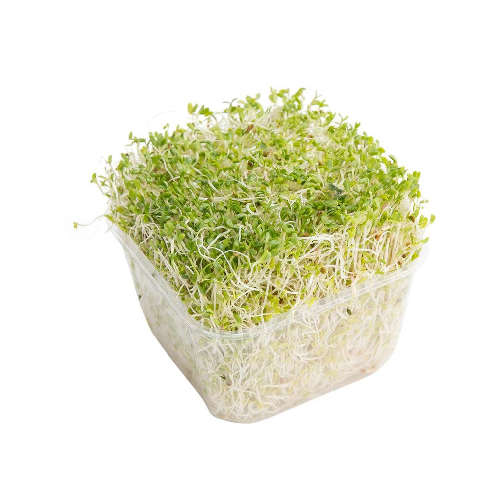 澳洲苜蓿芽  (1pack)